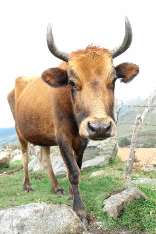 a long - horned animal with horns is standing near some rocks