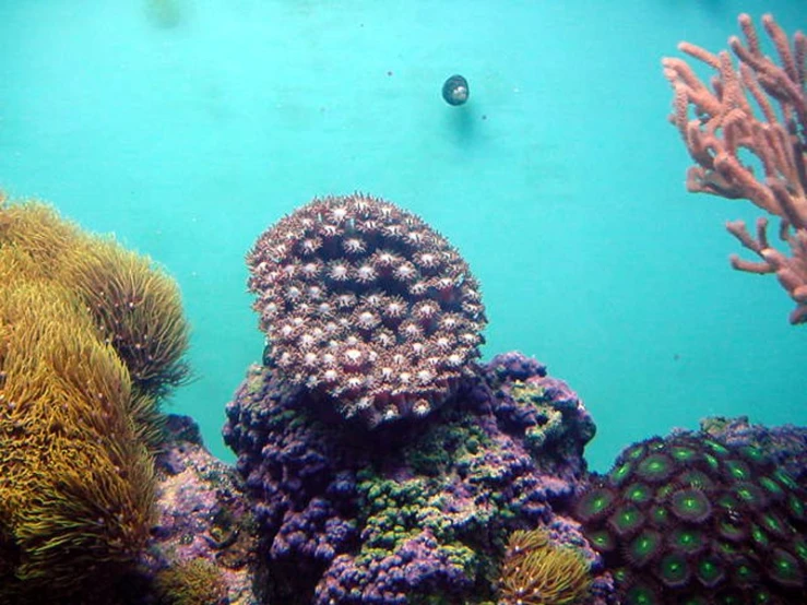 a green and blue underwater scene with different colored corals