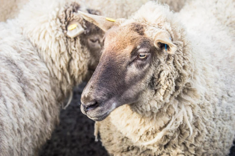 three sheep are close up, with one white in the middle