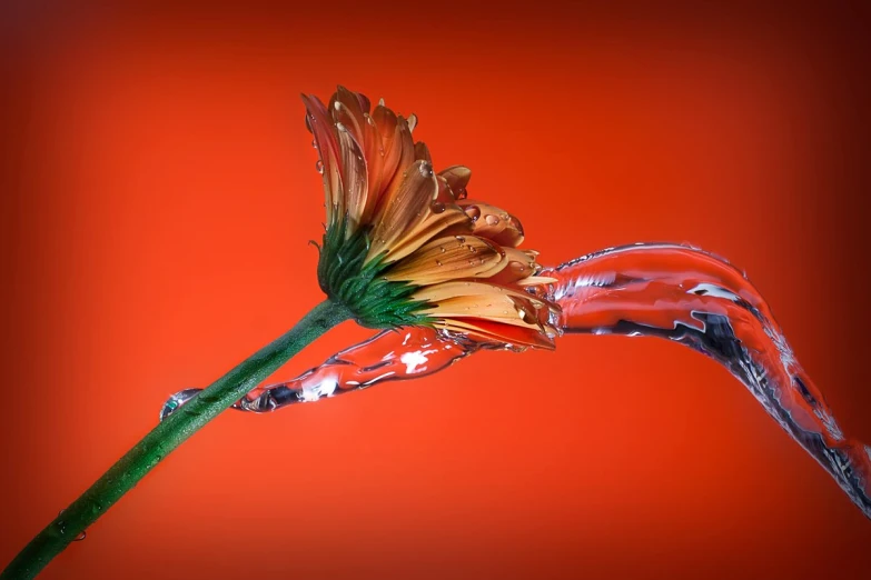 a flower that is sitting in water on a red background