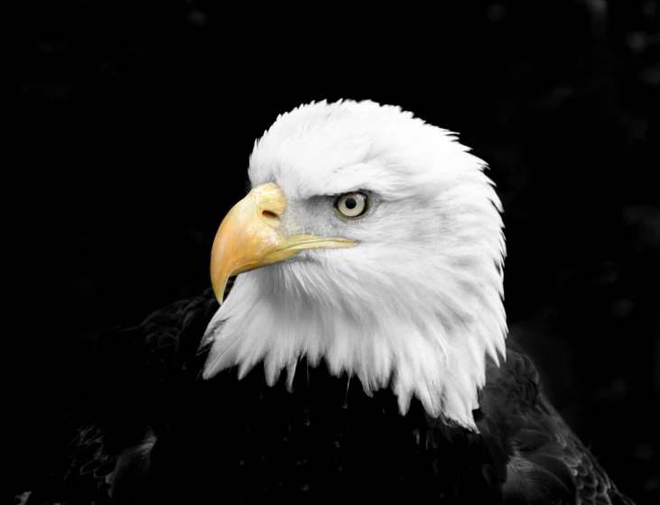 a bald eagle in black and white on a dark background