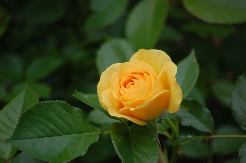 a close - up image of a yellow rose with green leaves