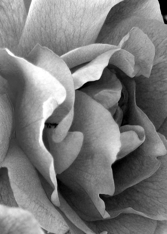 this is a close up po of a white rose