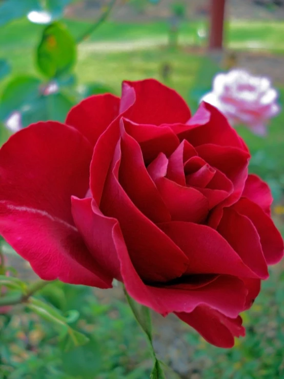 there is a big red rose on the flower