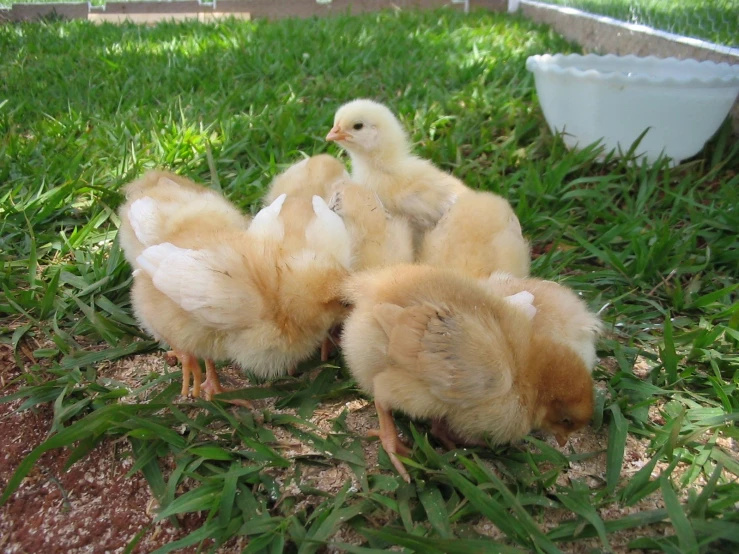 three yellow chicks are standing in the grass next to a bowl