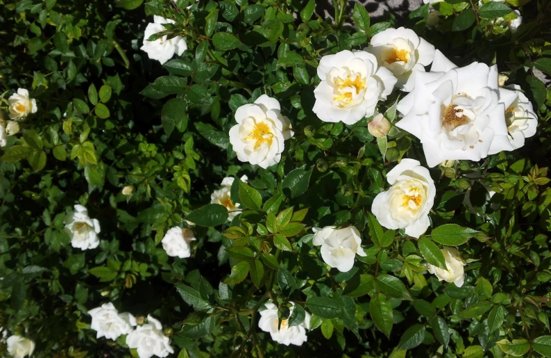 the white flowers with yellow centers are blooming