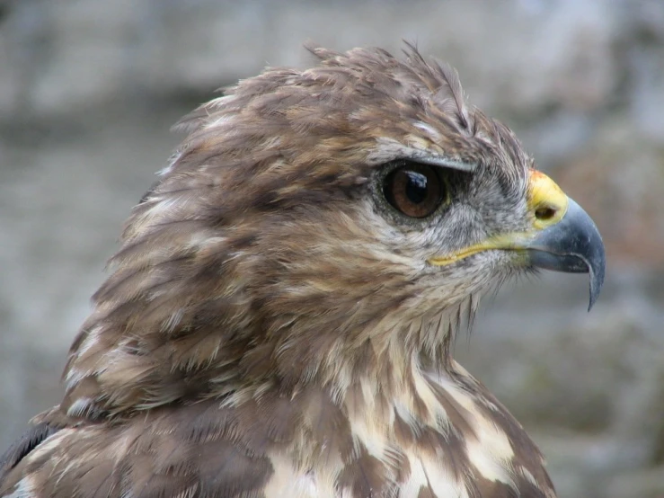 a very pretty bird with big yellow eyes