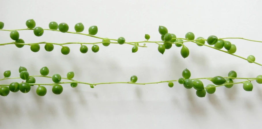 a plant that is green with some tiny green beads on it