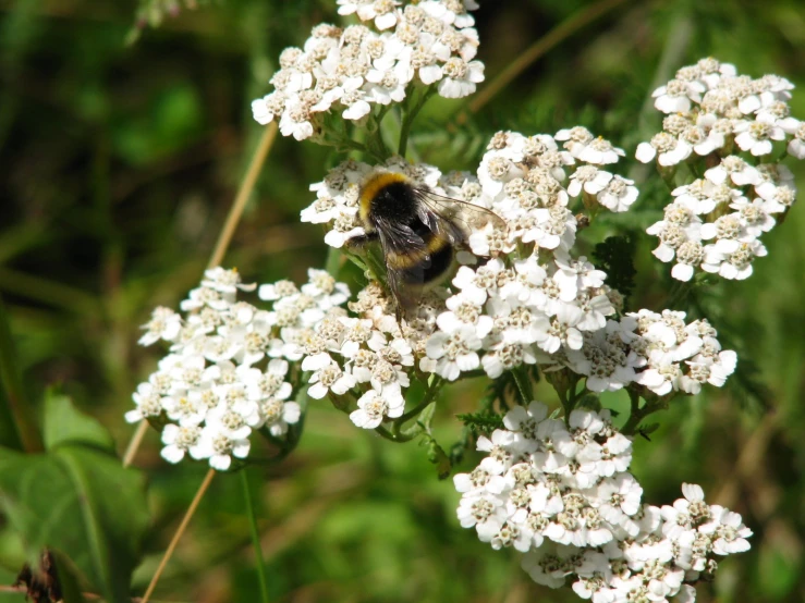 a bee is on top of some flowers