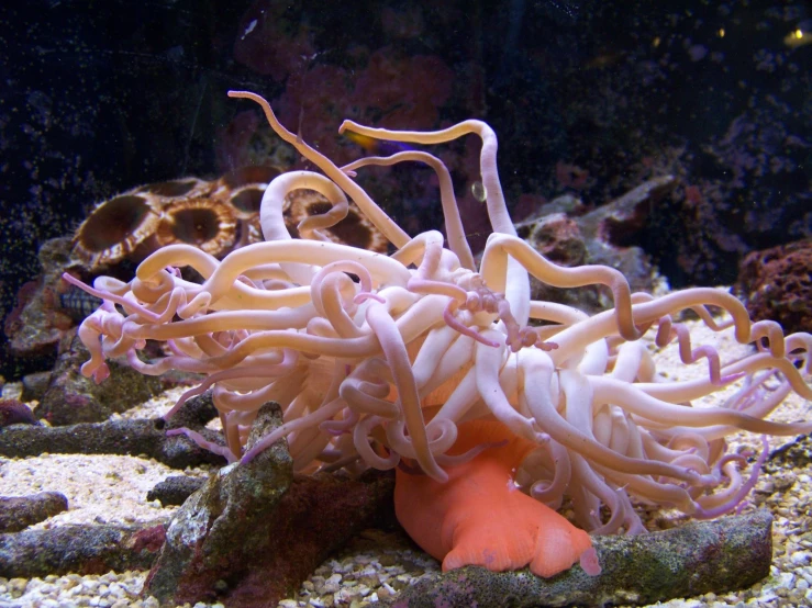 anemones swim amongst the tentacles in a tank