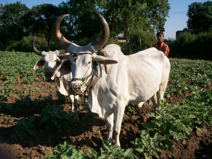 two bulls that are in the middle of the grass