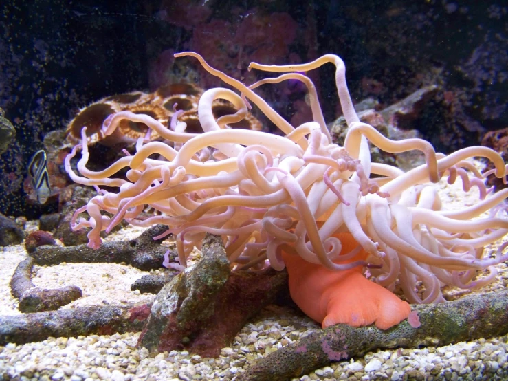 an underwater life of some sort in the ocean