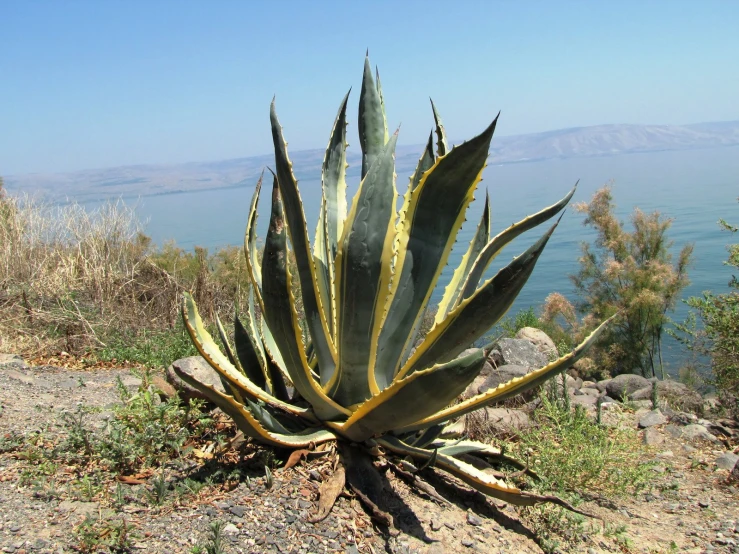 large cactus by the ocean in the daytime