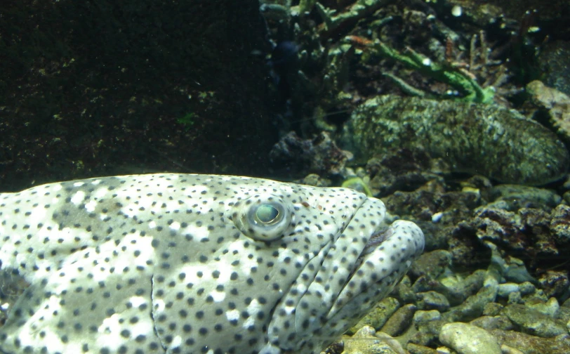 a spotted and patterned fish with very long thin legs