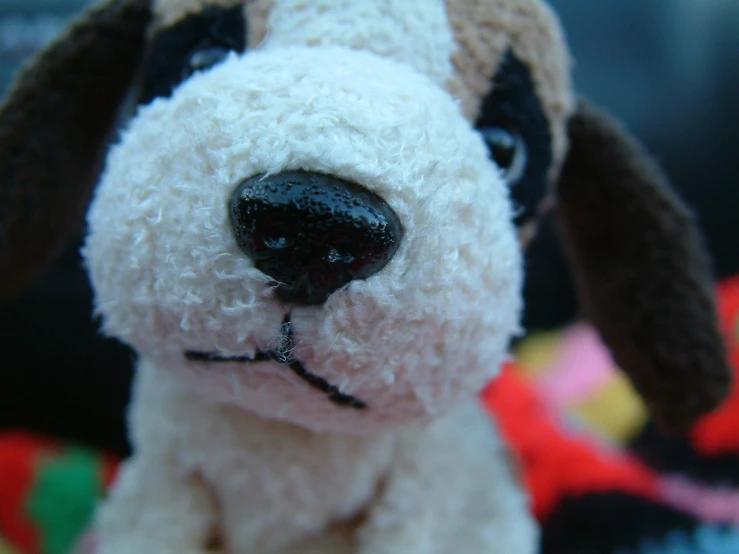 a dog is in a toy with black and white face