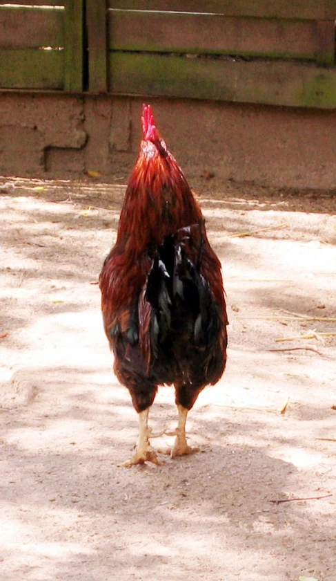a rooster standing on top of a sandy ground