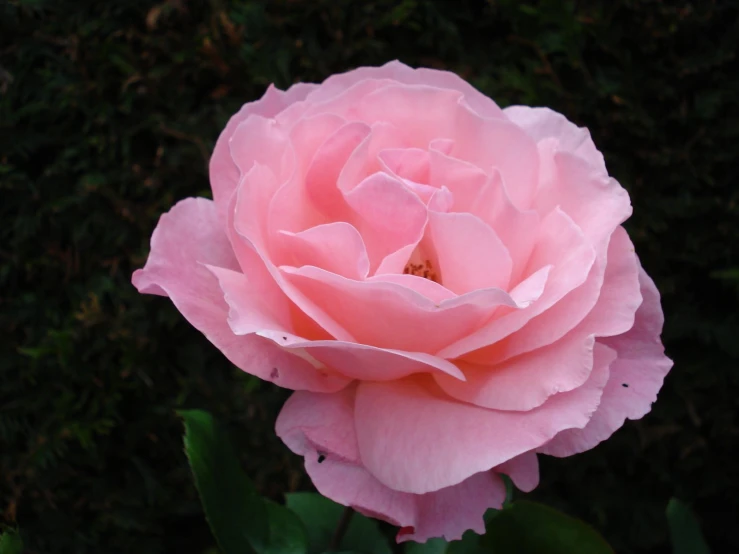 a pink rose is growing on the grass