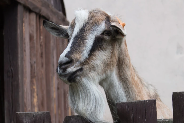 a brown and white goat behind a wooden fence