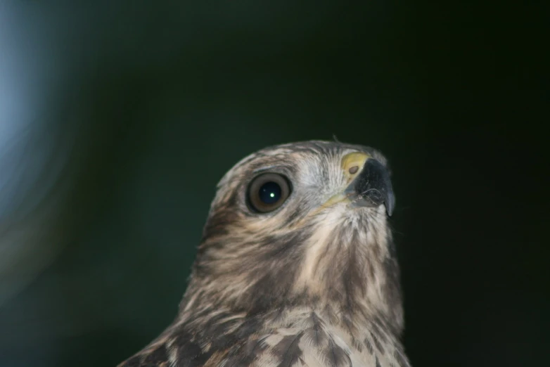 a close up view of the face and beak of an falcon