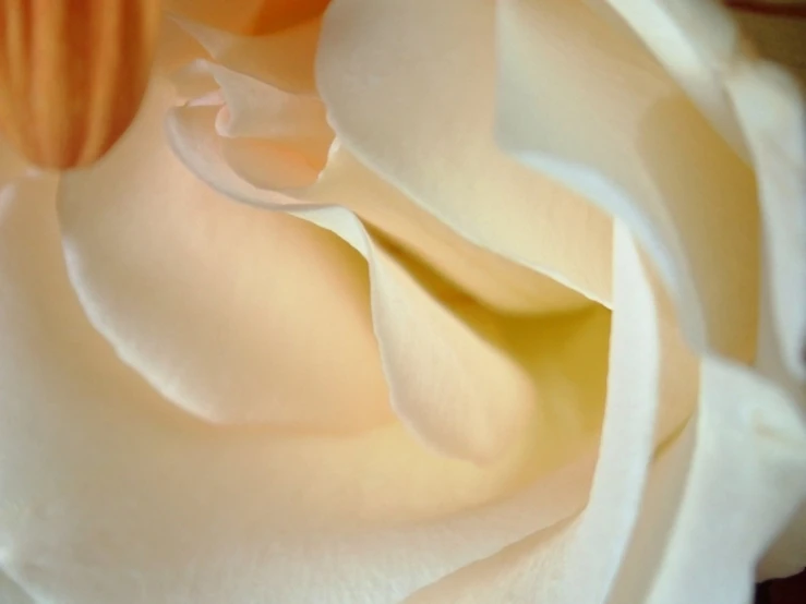 a white rose is opening and budding in the close up