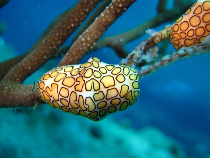 a sea weed plant that is growing on the nch of a tree