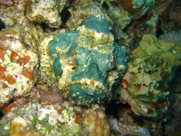 a close up of some very colorful corals