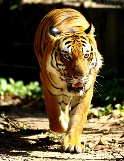 a tiger running along in the shade