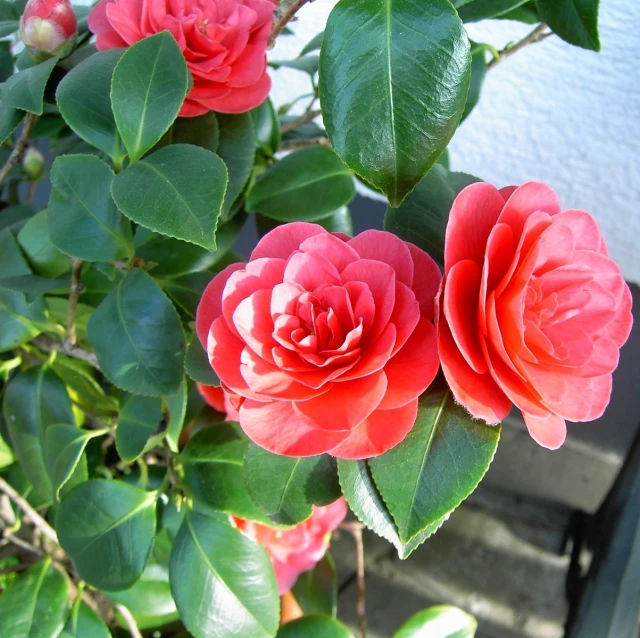 two pink flowers are next to some green leaves