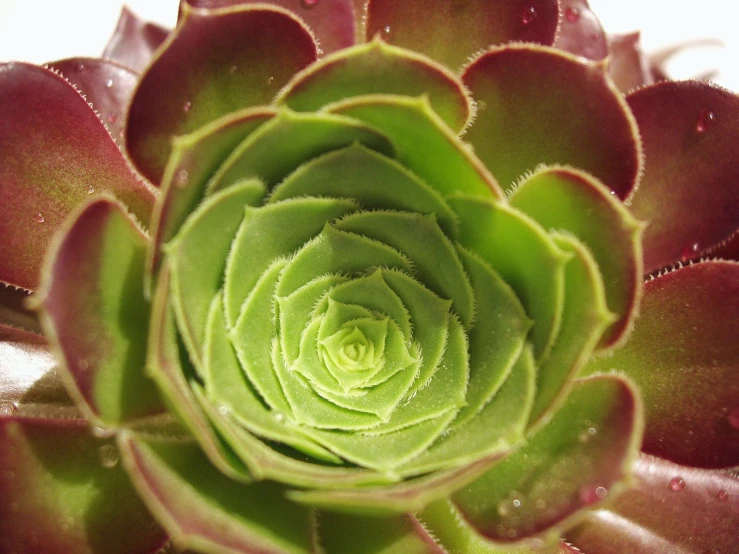 green leaves of a flower with red centers