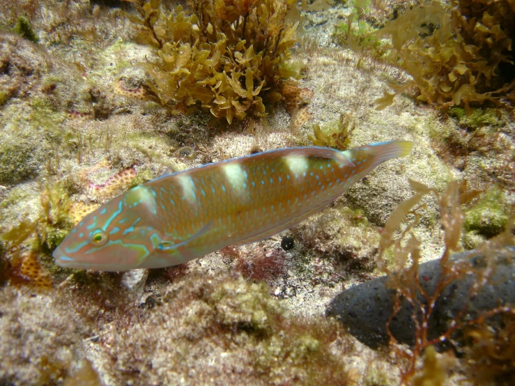 a sea slug is in the midst of algae and sponge