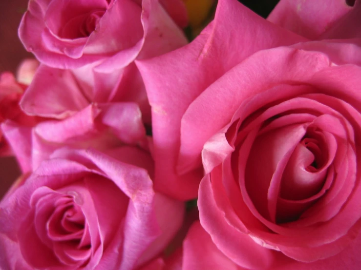 pink roses that are grown next to each other