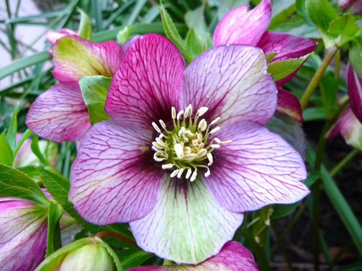 a large purple flower with green leaves