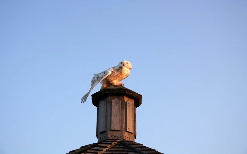 an owl is perched on top of a wooden tower