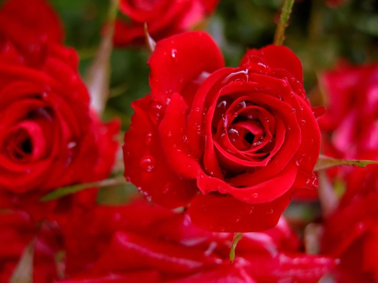 a bunch of red roses blooming in the garden