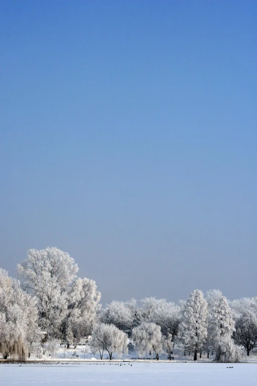 trees covered in ice are standing along the water