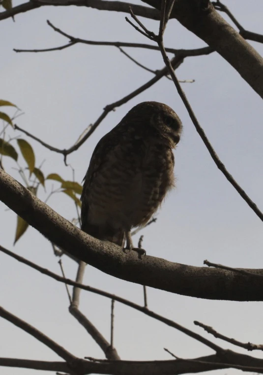 a brown and white owl perched on nch of a tree