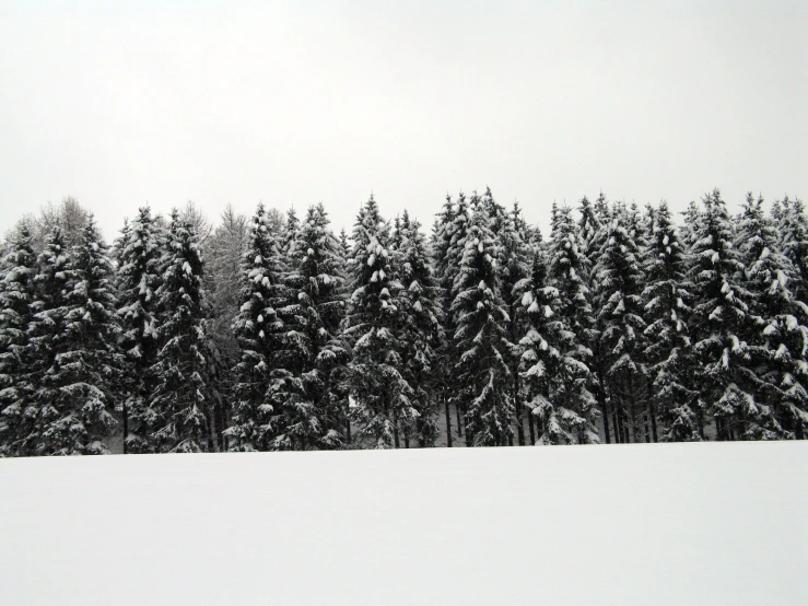 a snowy slope has a row of evergreen trees and sky in the background