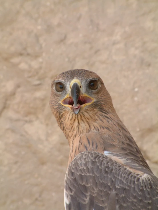 a very pretty bird with a big smirk on it's face