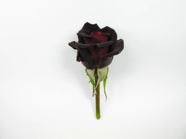 a single, wilted black rose with green stem on white background