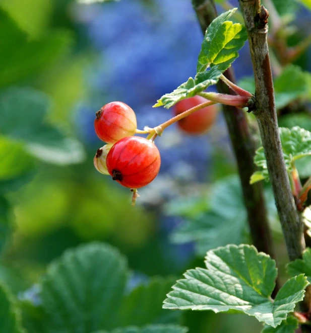 a tree nch that has some ripe fruits on it