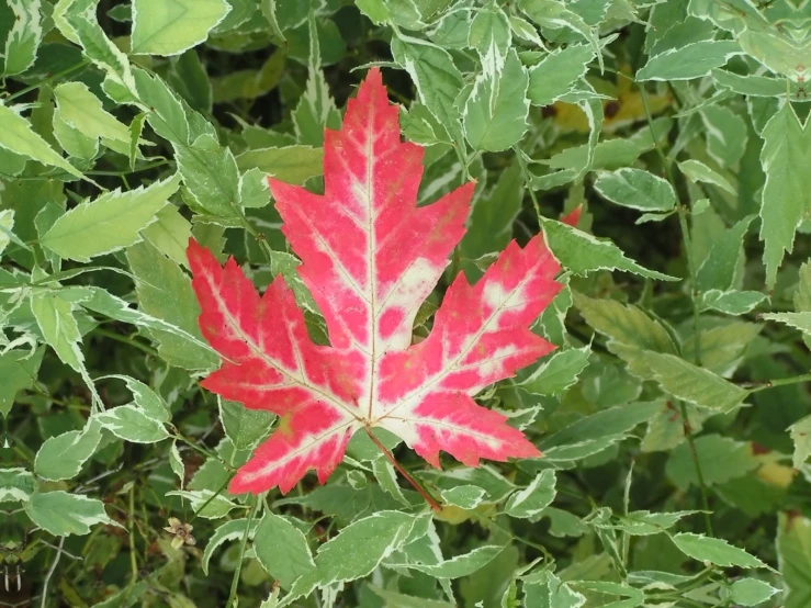 an open red leaf is on the green leaves