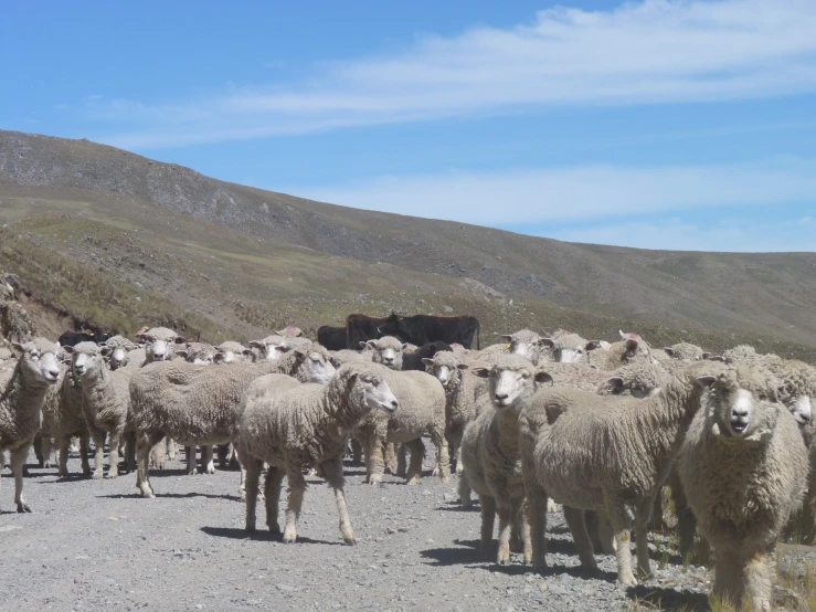 the large herd of sheep is following their herds up a mountain road