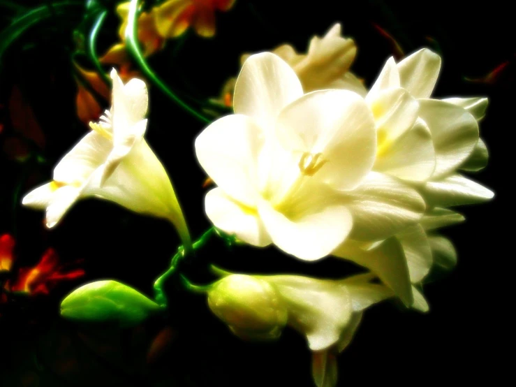 two white flowers that are next to each other