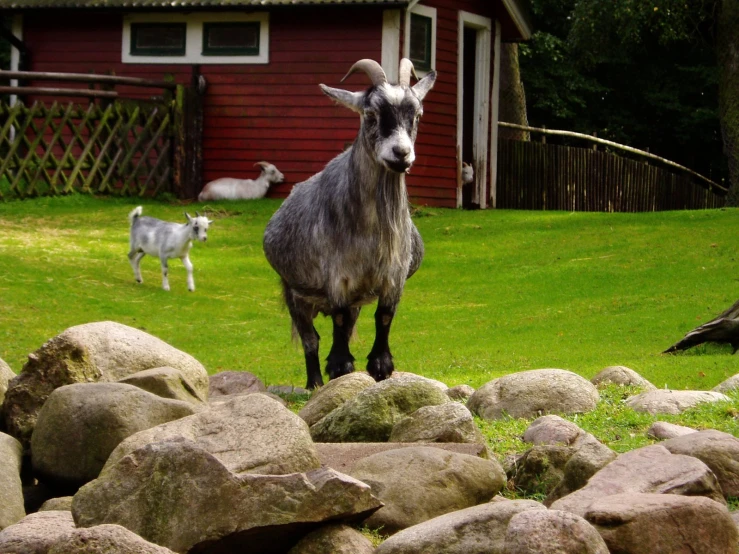 the animal is standing in the grass by the rocks