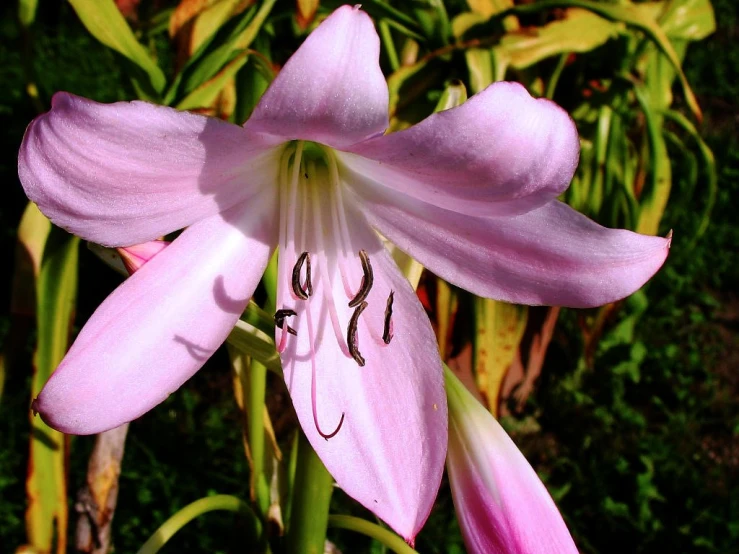 a close up image of a pink flower