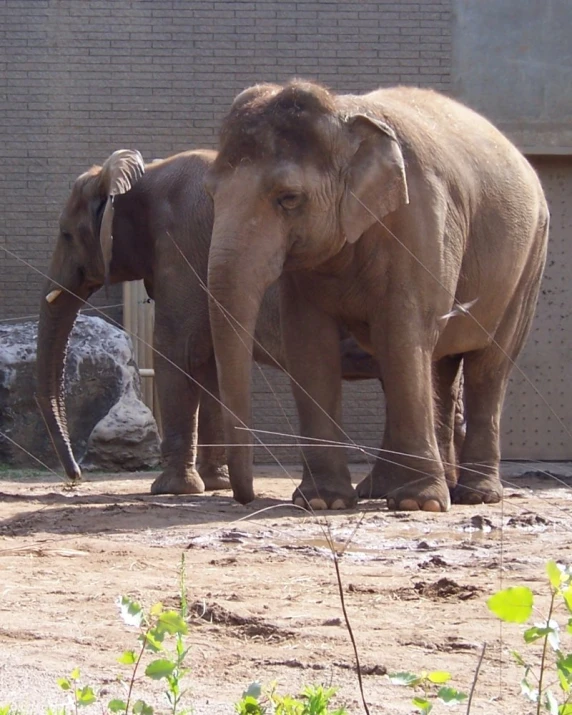 an elephant holding the string that is attached to its 