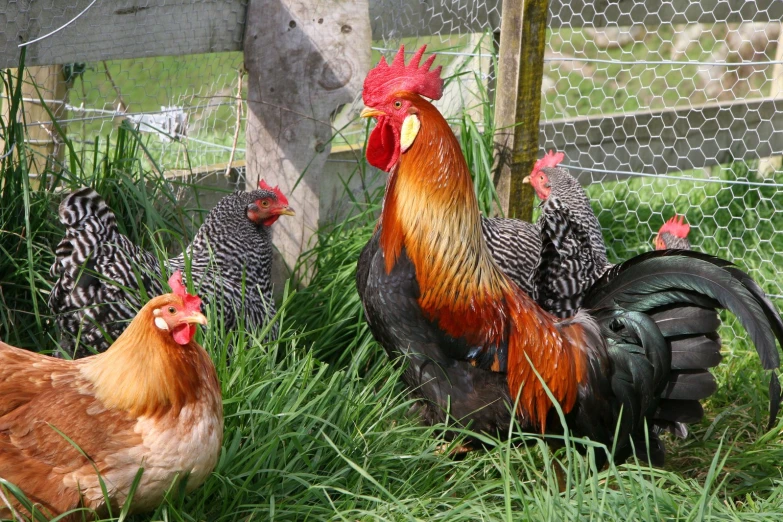 four roosters are in an enclosed field next to a chicken coop