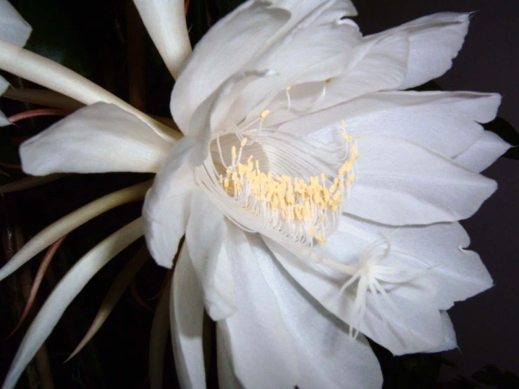 an artificial white flower is pictured from the side