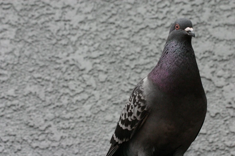 a pigeon is standing on a post with grey background