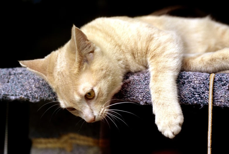 an orange cat resting on a scratching post